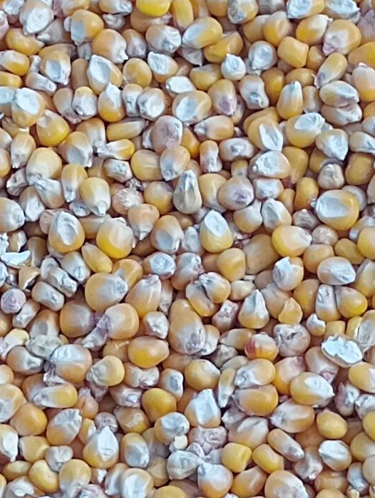 Porumb si porumb sticlos