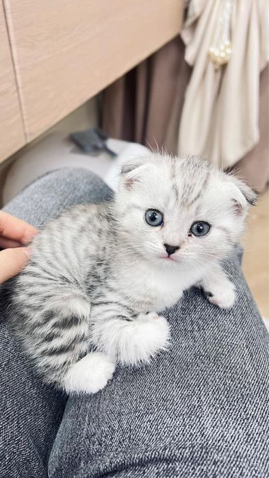Котенок шотландская вислоухая