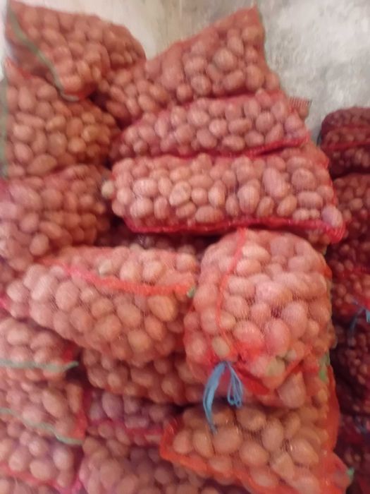 Cartof consum si samanta