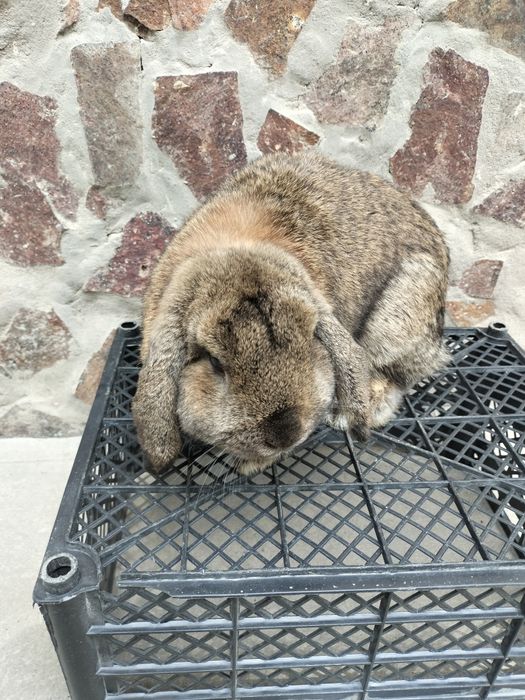 Karlik baran quyoni sotiladi