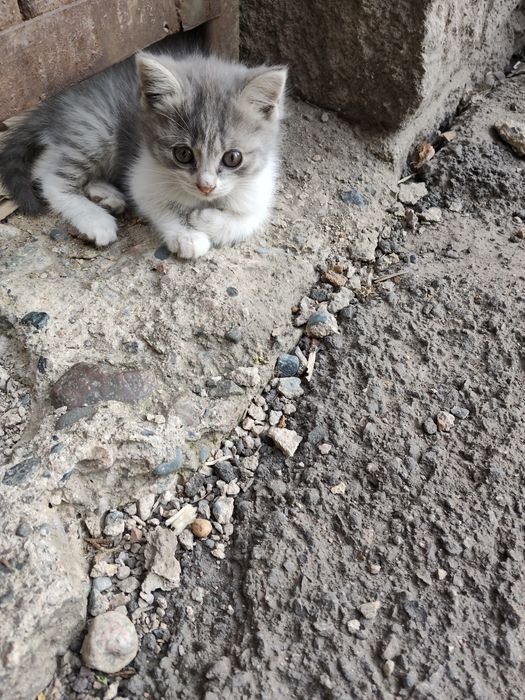Пристраивается котенок (девочка)