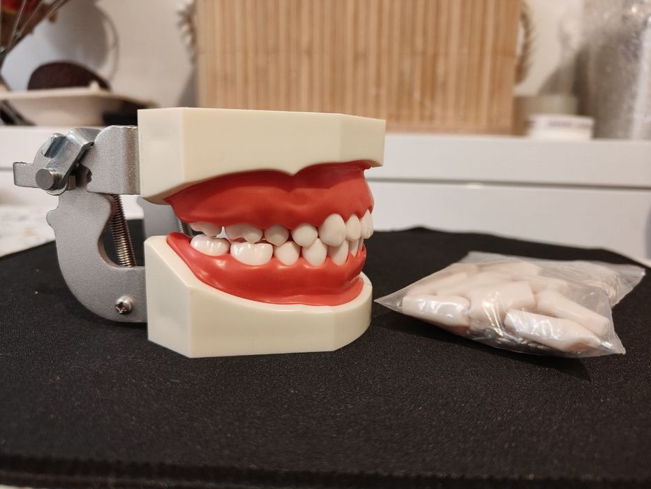 Model dentar 28 dinți Nissin - Arcade dentare