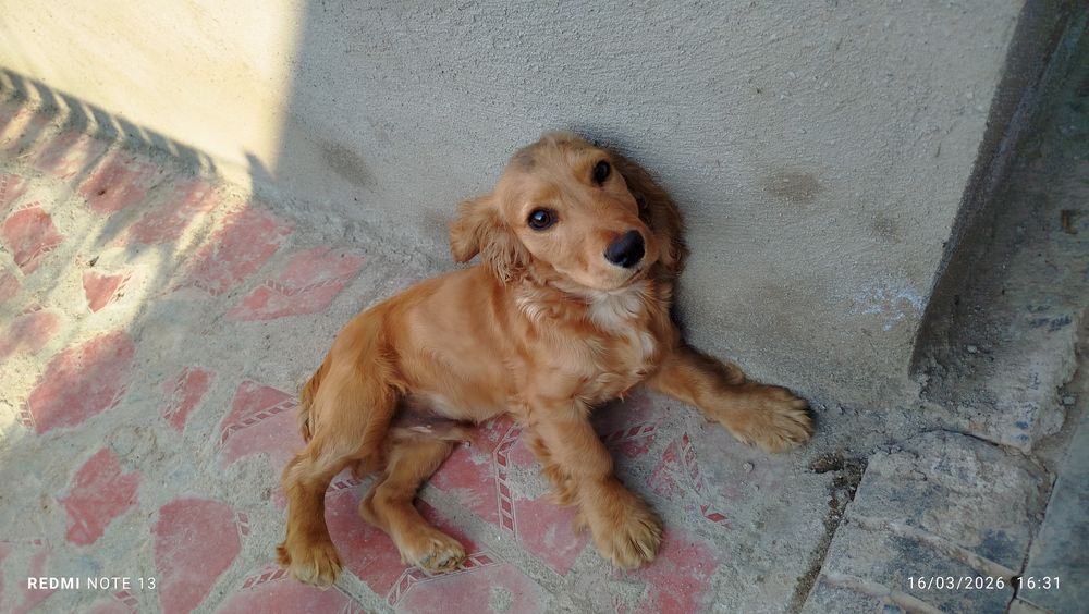 Zur it lekin yomon shuhda