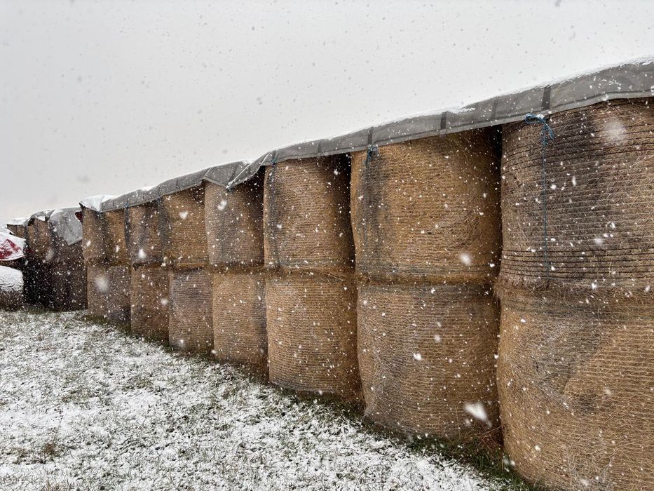 Vând baloți de fan și lucerna