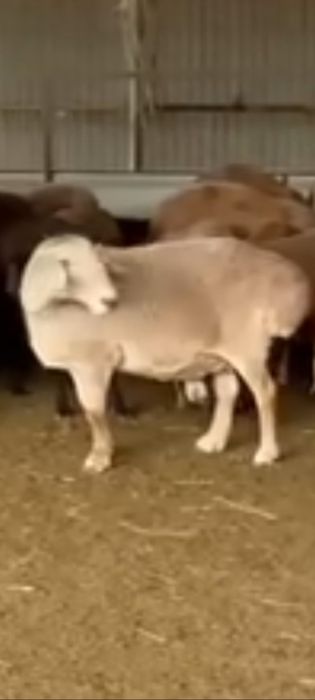 Продам овец, услуги разделки