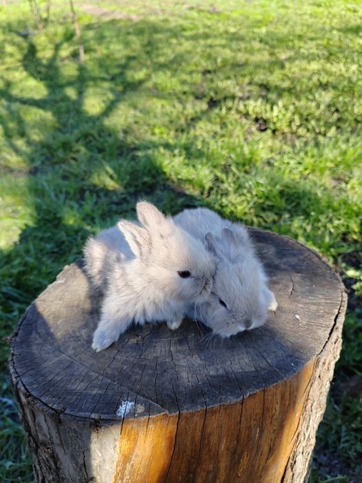 Vând iepuri cap de leu