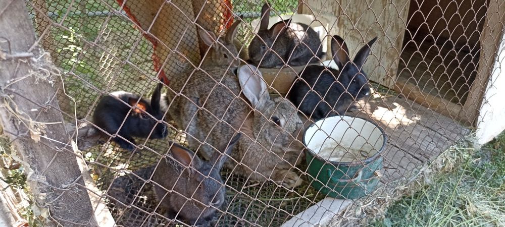 Кролики фландр и великаны