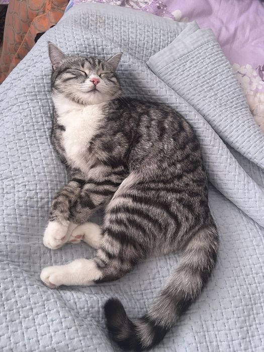 Кошка отдам в хорошие руки