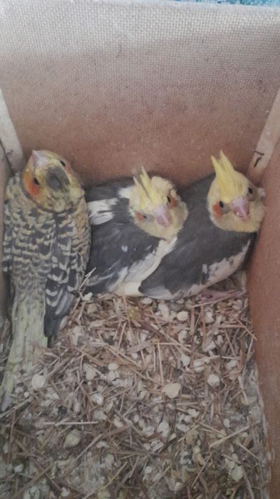 Птенцов попугаев Кореллы