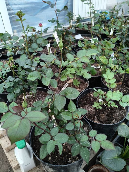 Продам розы, алоэ - вера.