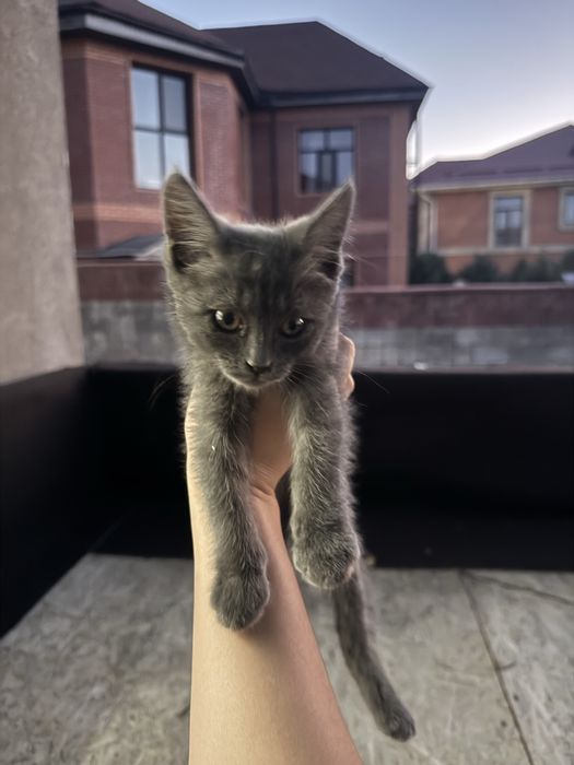 Отдам котенка (девочка) 1.5 месяцев