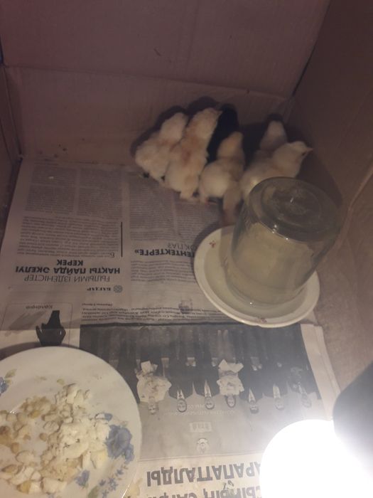 Продам цыплят брамы