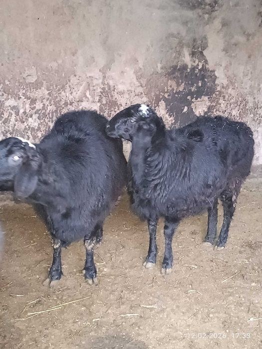 Она бола+ бўғоз семиз қўй сотилади, қўзисиям семиз эркак,