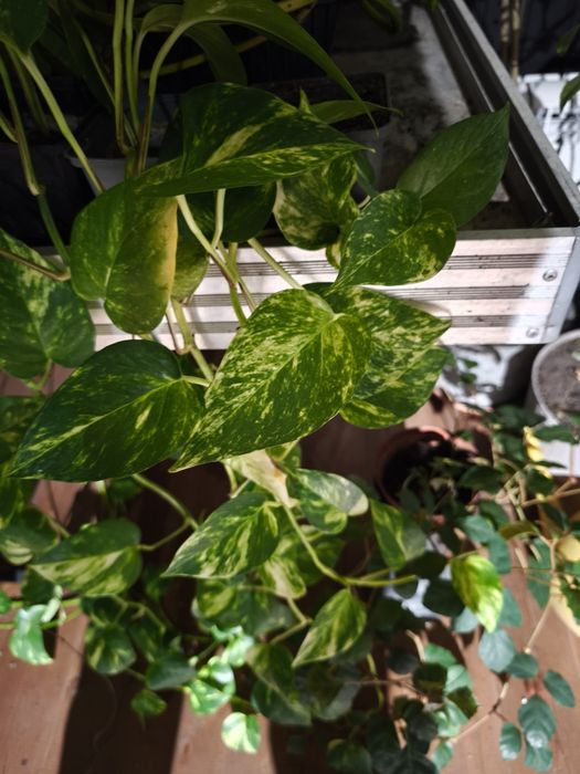 Продам сцендапсусы