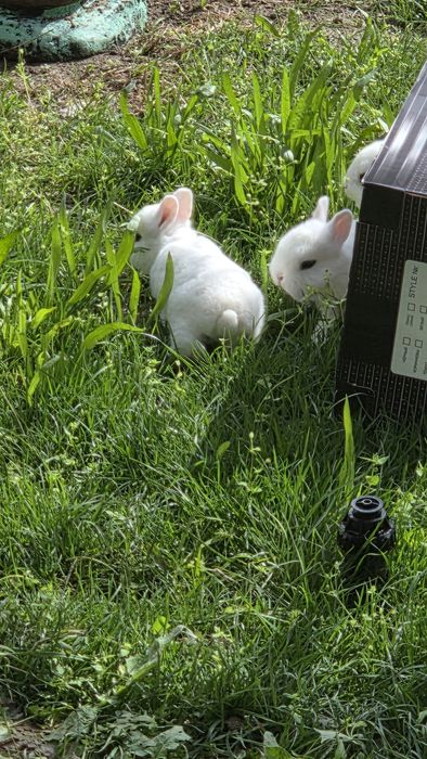 Карликовые кролики