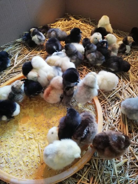 Puii Aracuana ouă verzi și puii găină de Țara