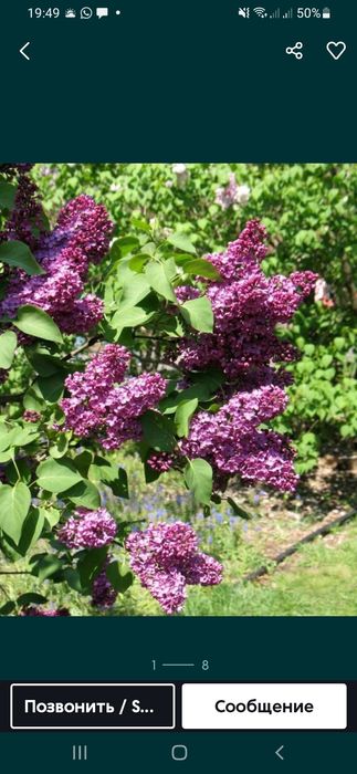 Продам свежие сирени