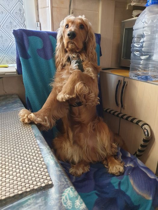 ГОТОВЫ к продаже щенки АНГЛИЙСКОГО спаниеля