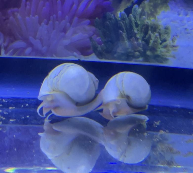 АМПУЛЯРИЙ улитка сотилади!!