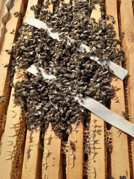 Vând familii de albine