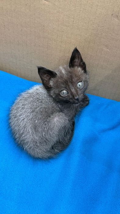 Серебристый котенок в добрые руки