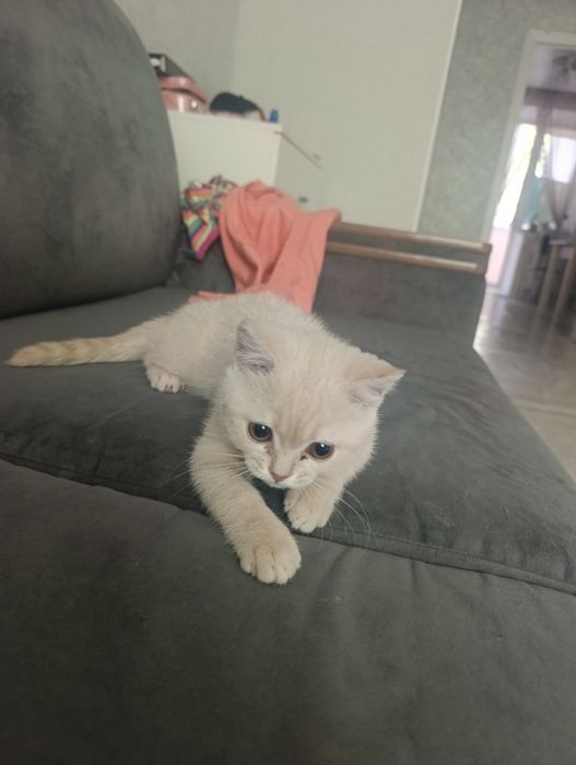 Продам породистого котёнка!