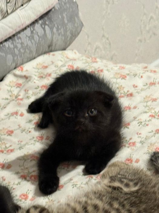 Продам котят шотландцы