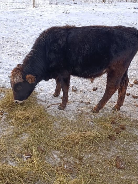 Продам бычков 11 голов в наличии