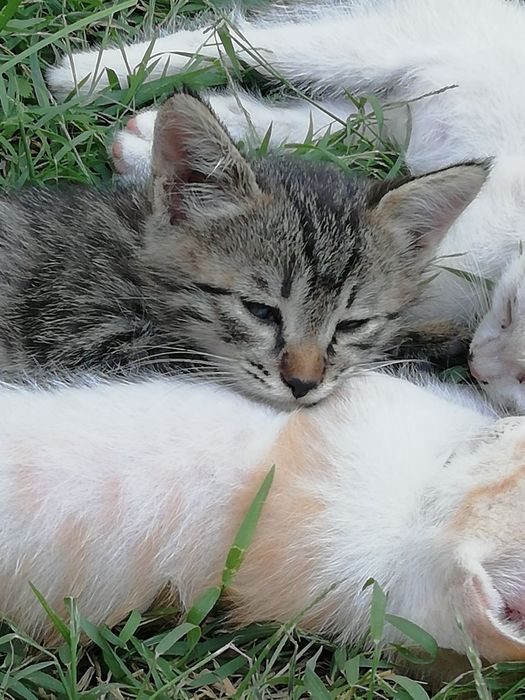 Котята бесплатно