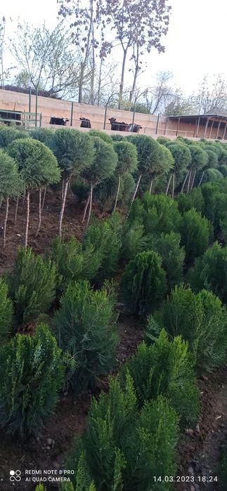 Туя кампак сотилади