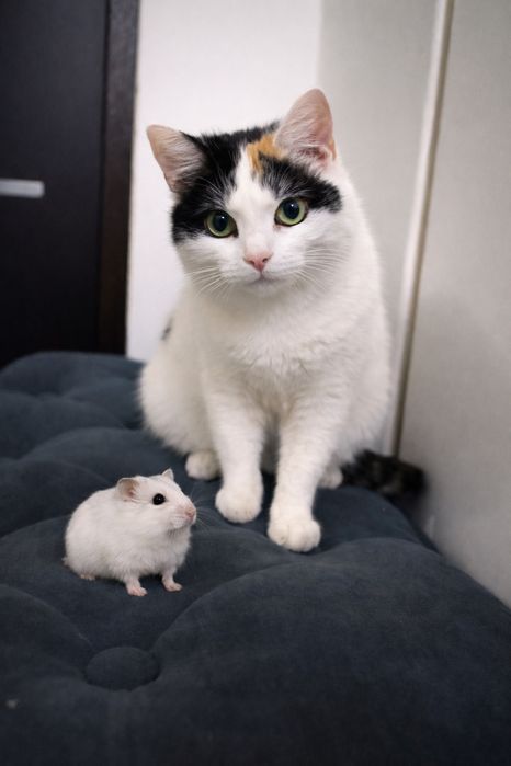 Ищет дом кошечка-3лет