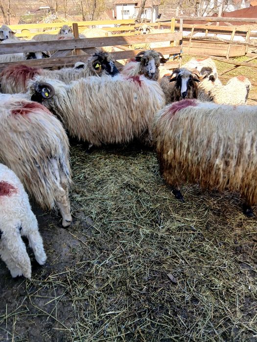 Vand 6 oi tinere cu miei mari