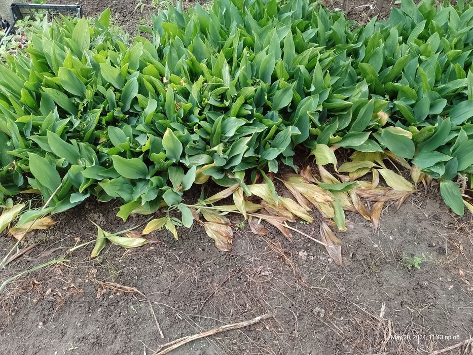 Алстромерия (розова, жълта и червена), момина сълза