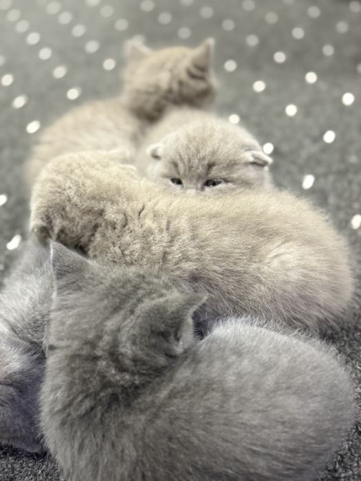 Британсике котята