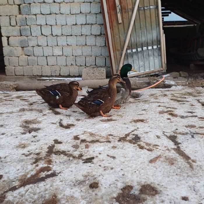 Утка Утки Руанский