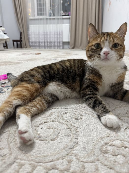 Кошку срочно в добрые руки