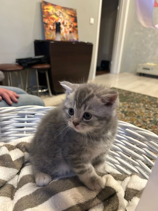 Котята. Шотландцы 25 000