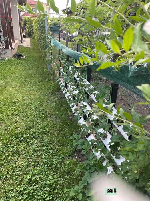 Vand capsuni (plante la ghiveci) soi Albion remontant