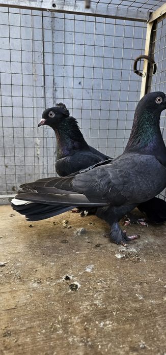 Голуби такла на продажу