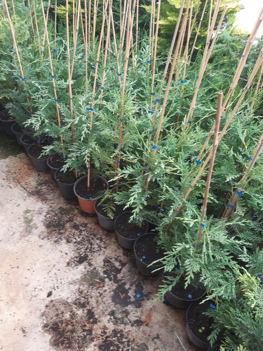 Tuia Leylandi chiparos verde, calitate