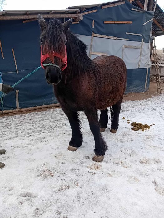 Iapa neagra de vănzare