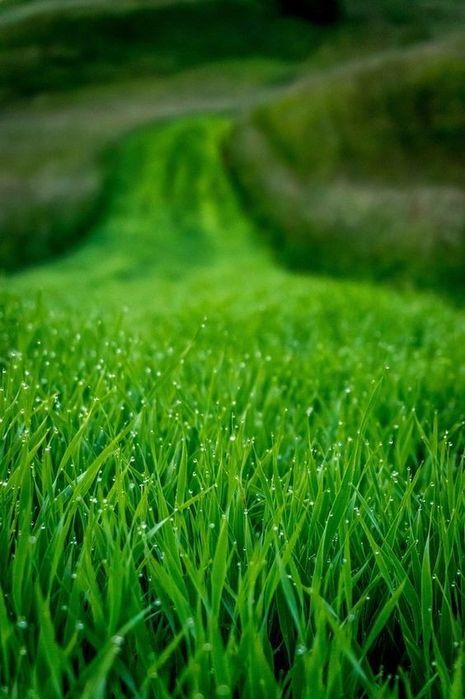 Рулонные газоны из первых рук! Робота под ключ. +Посев семена.