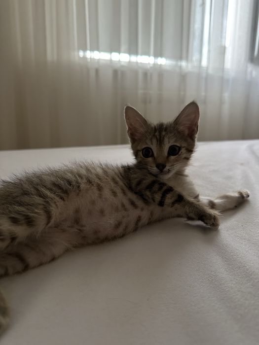 Котёнок-девочка в добрые руки бесплатно
