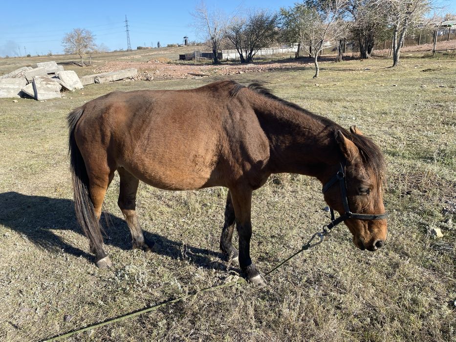 Продам кабылу 8 летка