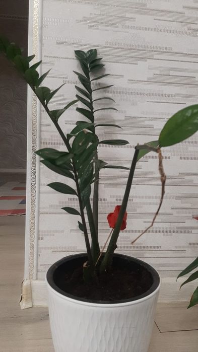 Комнатные декоративные цветы