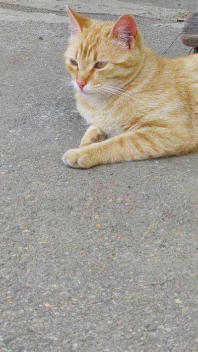 Adoptie pisica blândă și jucăușă la apartament.