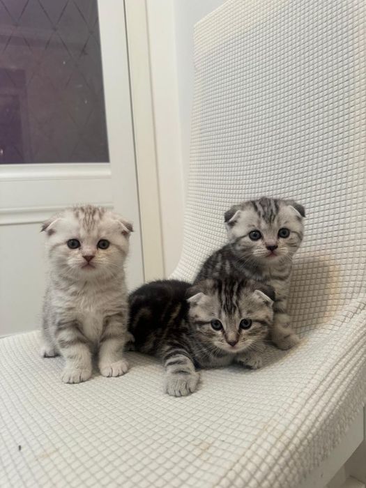 Шотландские мраморные котята
