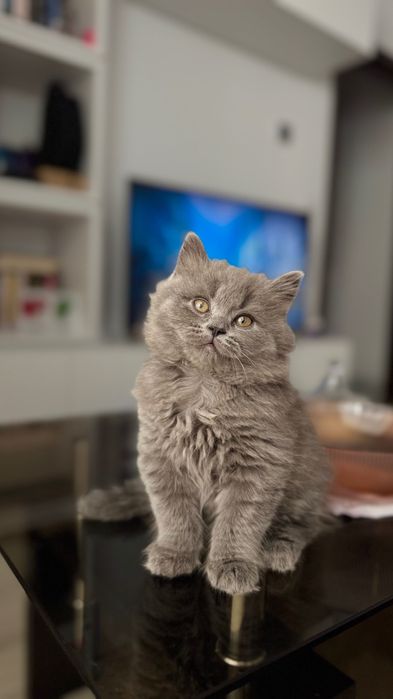 Motan British Longhair