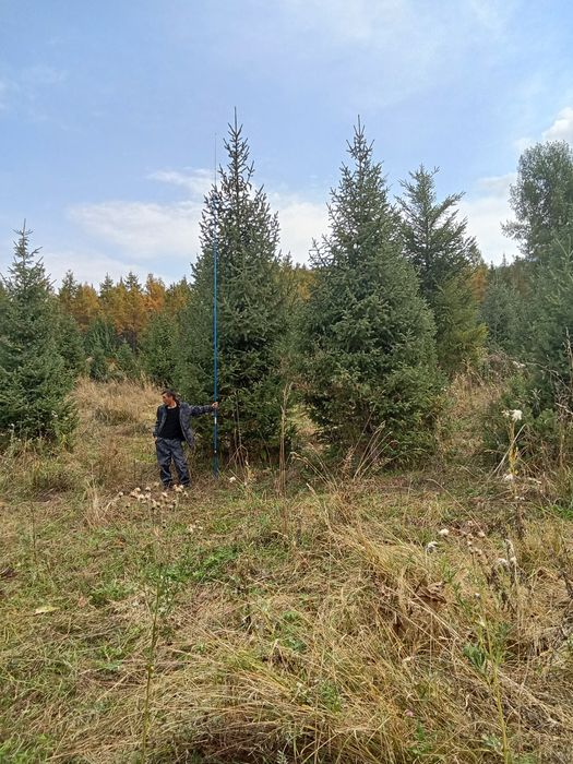 Продается ёлки таньшаньские европейские