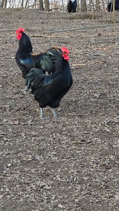 Cocos Australorp